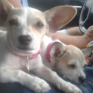 Meet your Posher, Robin